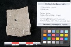 Foto (Objekt + Etikett) von Plantae indet.  (NHMW-GEO-2024-0188-6684)